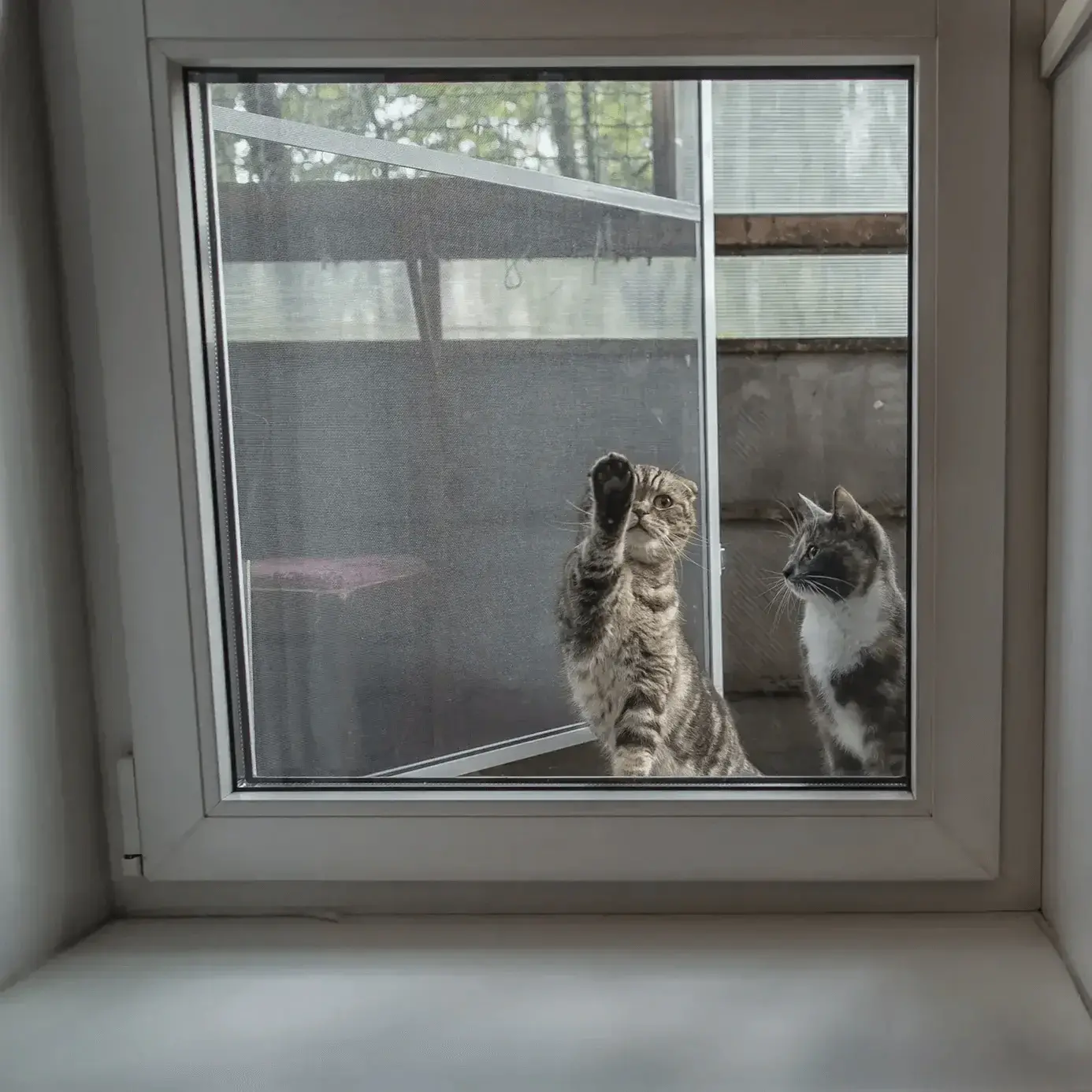 Москітна сітка Антикішка