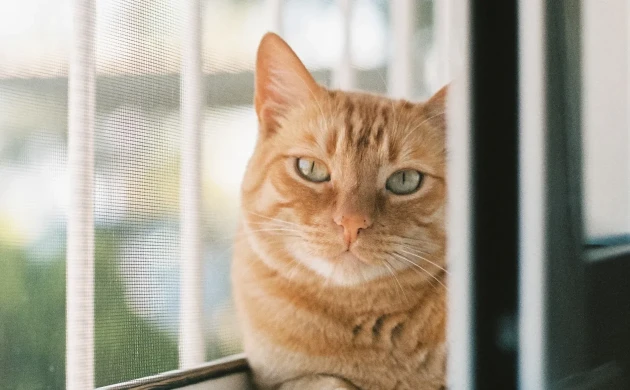 Москітна сітка Антикішка | Купити в компанії Стандарт Вікна 1