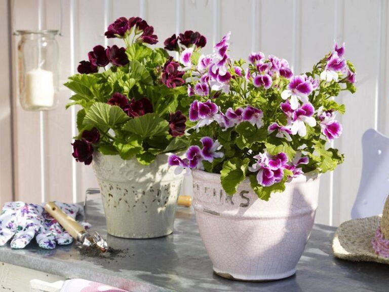 Як відмити пластикове підвіконня самостійно: вірні методи Станадрт Вікна 1 Як відмити пластикове підвіконня самостійно: вірні методи 1